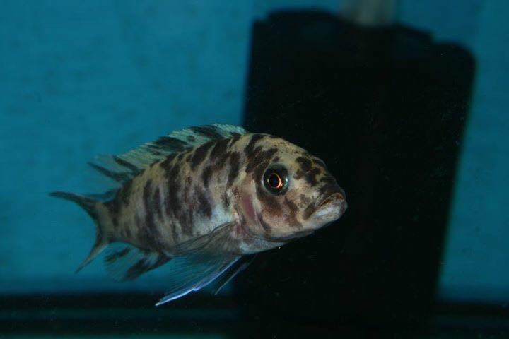 Maylandia callainos 'Chitande Island'